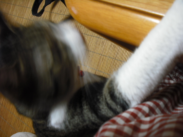 c0194042_15636.jpg