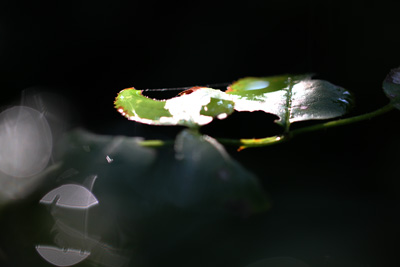 c0214345_1345246.jpg