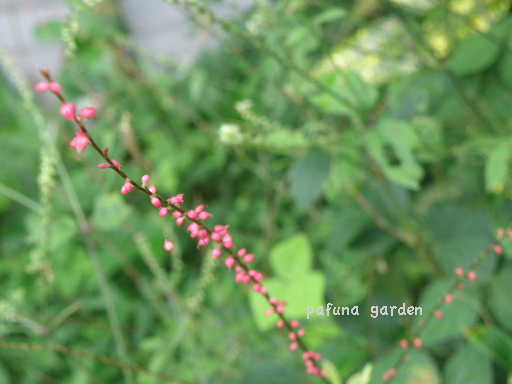 e0184558_8335645.jpg