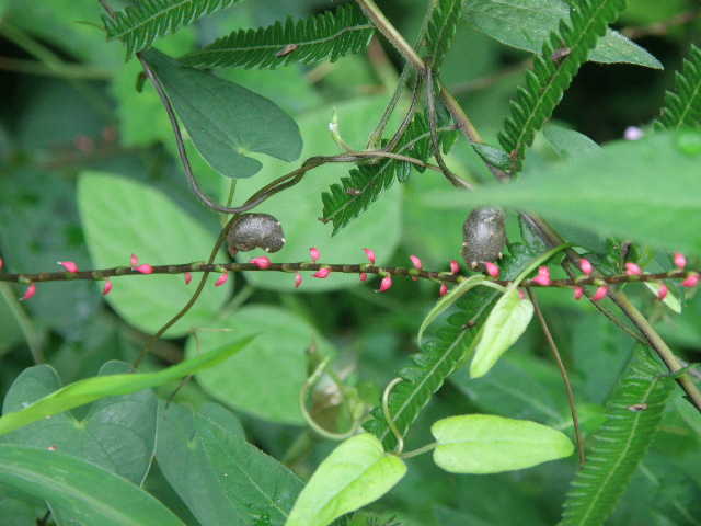 e0184558_8363440.jpg