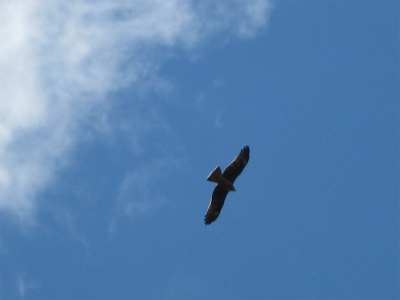 a0038882_922574.jpg