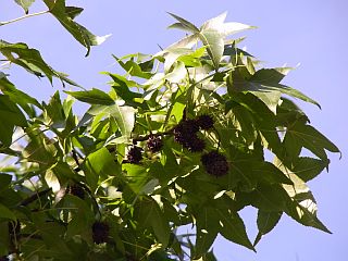 f0169885_57118.jpg