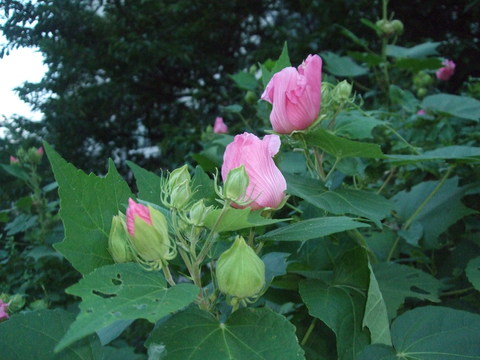 f0153998_11383.jpg
