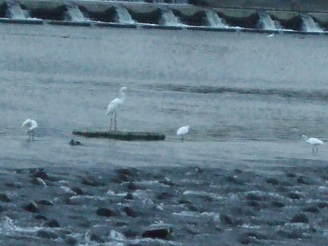 f0153998_13175.jpg