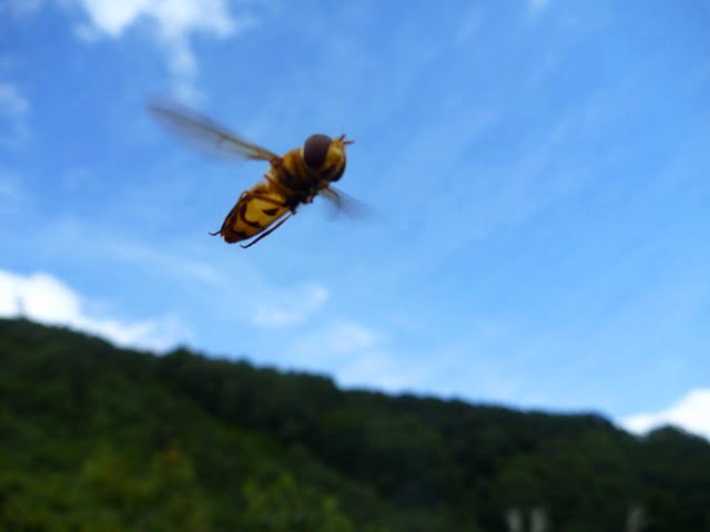 c0195804_11114856.jpg
