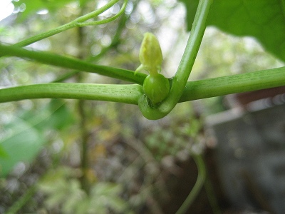 f0139520_14453284.jpg