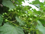 f0139520_14461989.jpg