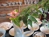 f0139520_14495682.jpg