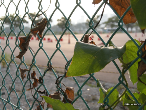 d0153421_23244020.jpg