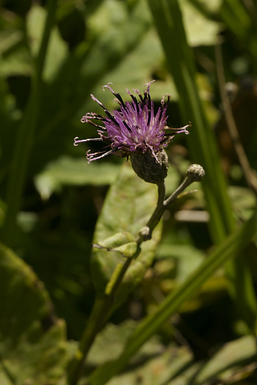 e0054067_051183.jpg