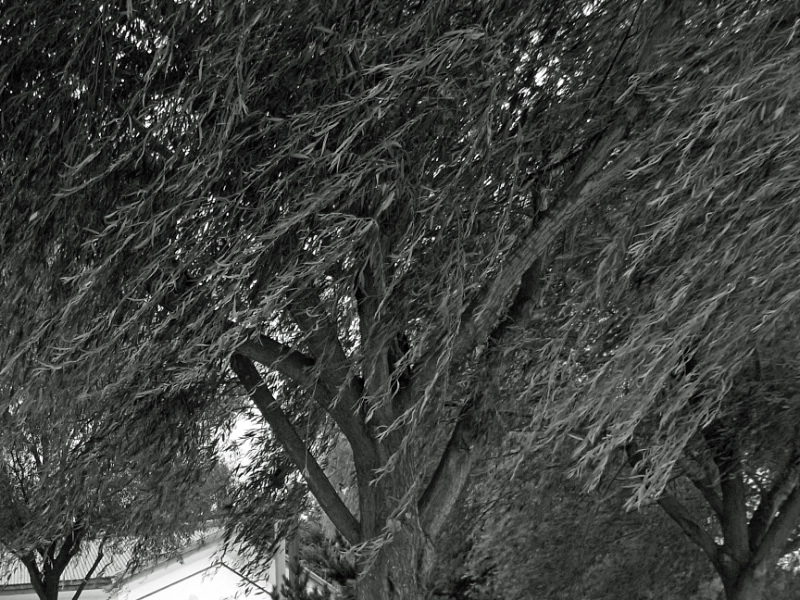 e0100772_21531959.jpg