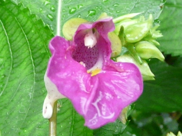 e0145782_1636161.jpg