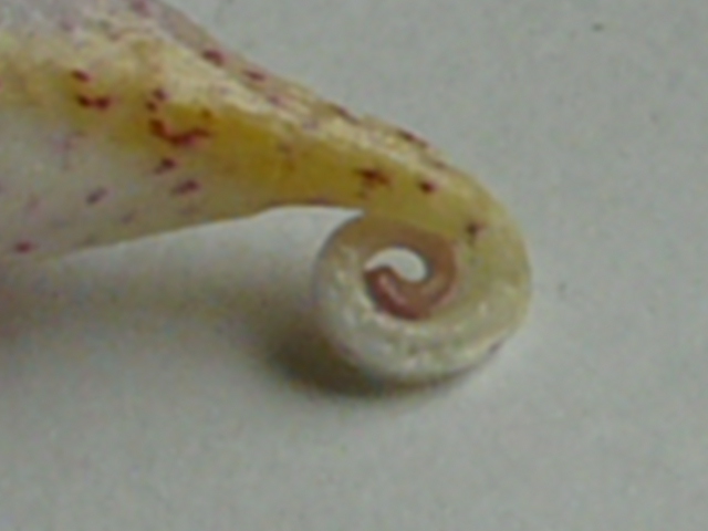 e0145782_1640527.jpg