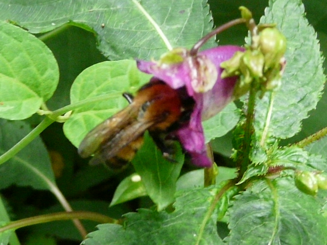 e0145782_164358100.jpg