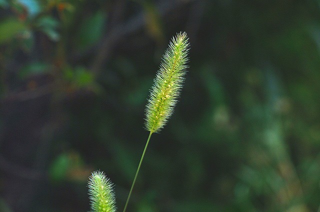 c0160387_714573.jpg