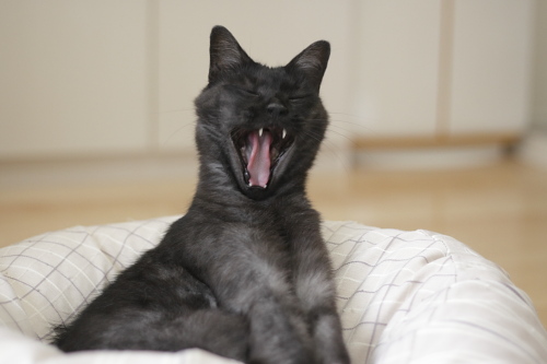 たまんないね 伸び上がってあくびする小僧