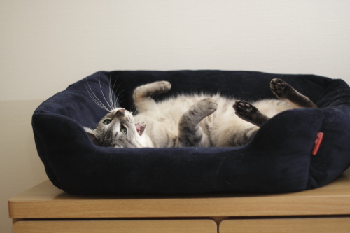 猫でよかった♪ ひっくりかえってあくびするお嬢さん