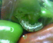 b0006423_22255156.jpg