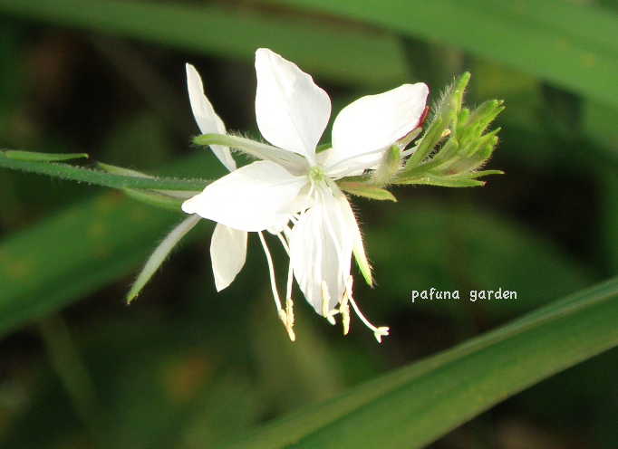 e0184558_8183354.jpg