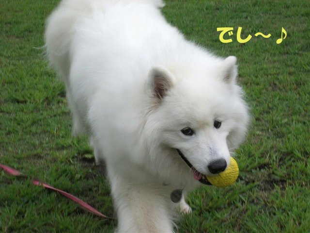 e0176159_17362411.jpg