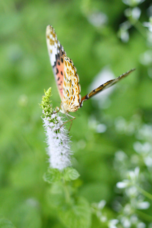 f0229759_018549.jpg