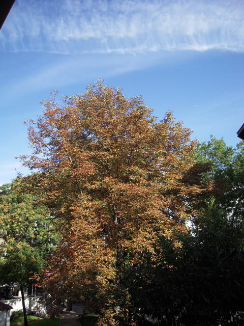 b0169771_17282367.jpg