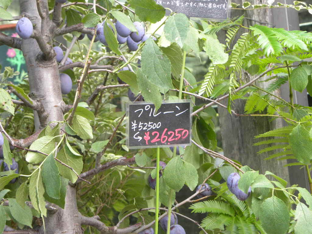 c0162773_19451611.jpg
