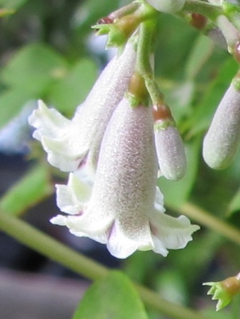 a0091680_12321676.jpg