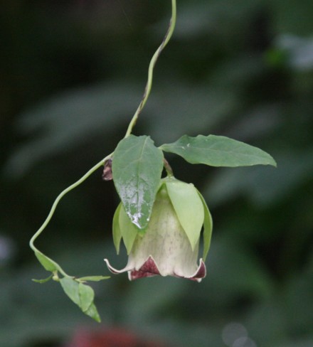 c0144185_1126548.jpg