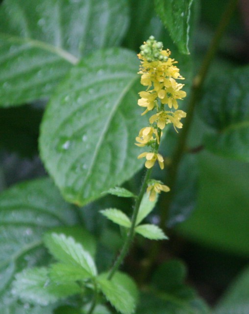 c0144185_11273987.jpg