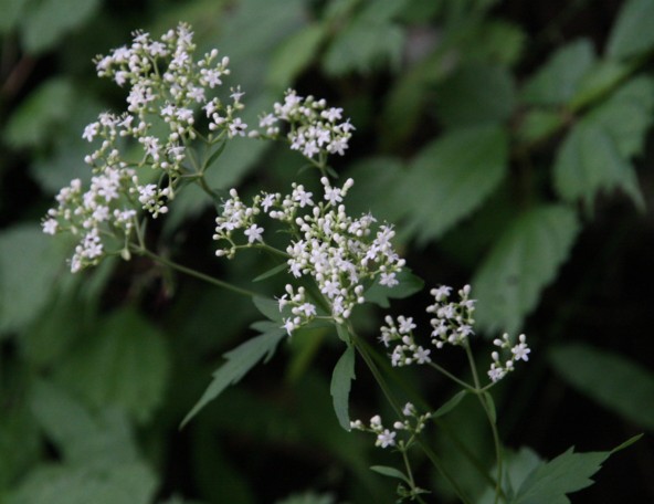 c0144185_11402567.jpg