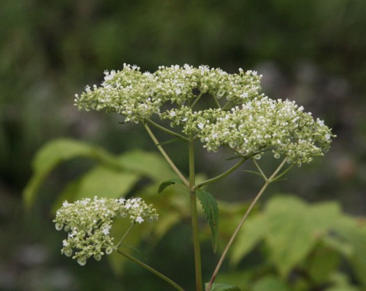 c0144185_11405469.jpg