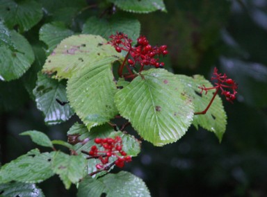 c0144185_11424384.jpg