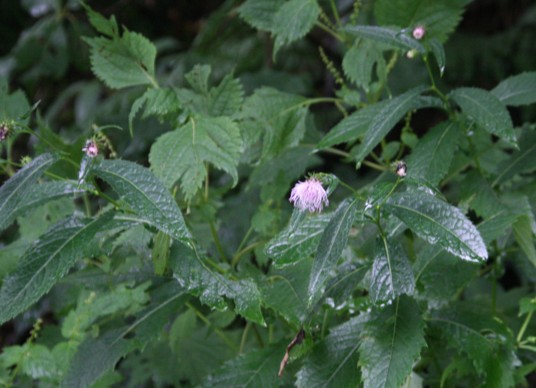 c0144185_11452187.jpg