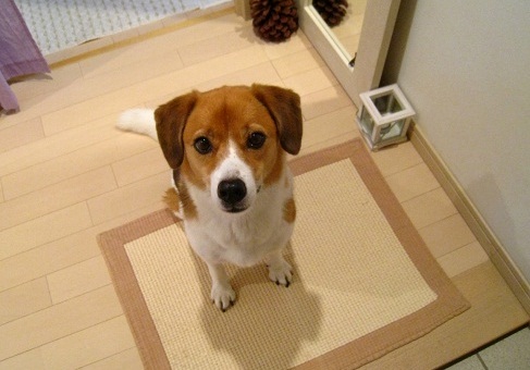 c0084117_1530444.jpg