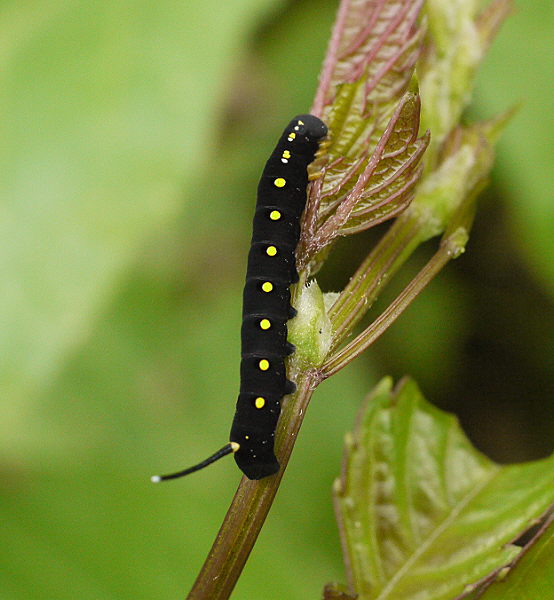 d0091754_0394521.jpg