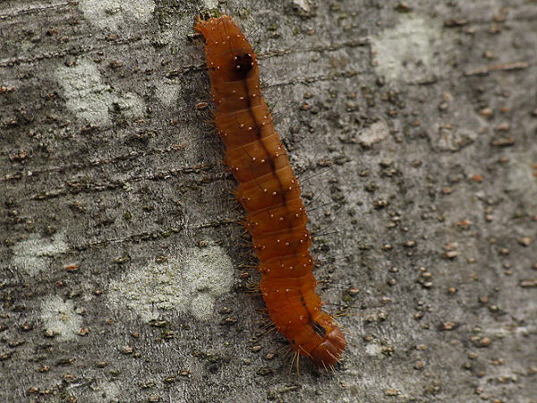 d0091754_05910.jpg