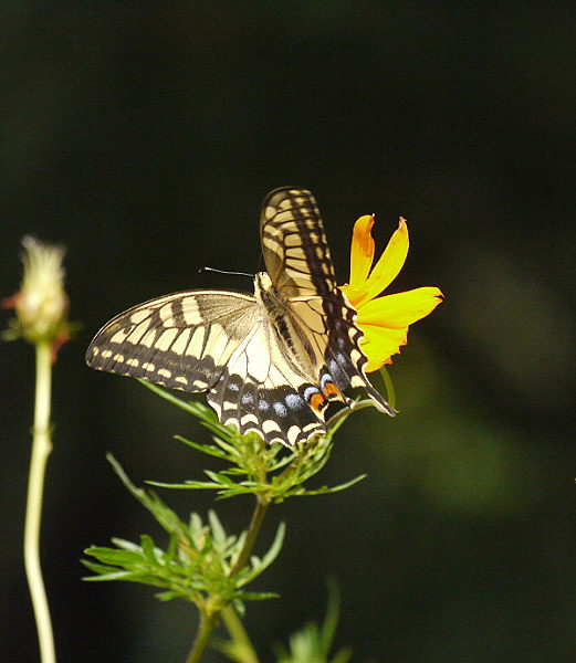 d0091754_1421344.jpg
