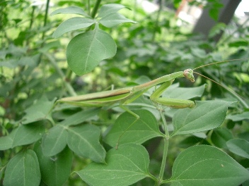 c0186463_1532026.jpg