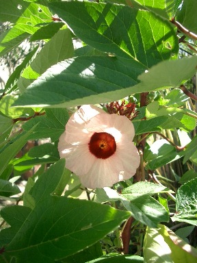 c0186463_1536499.jpg