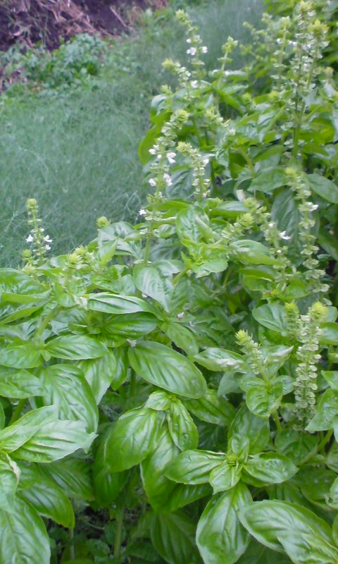 f0220768_7291428.jpg