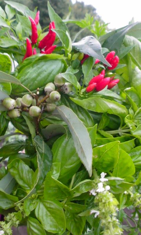 f0220768_7291433.jpg