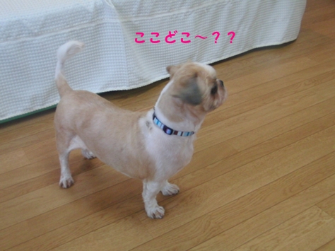 c0163878_15143816.jpg