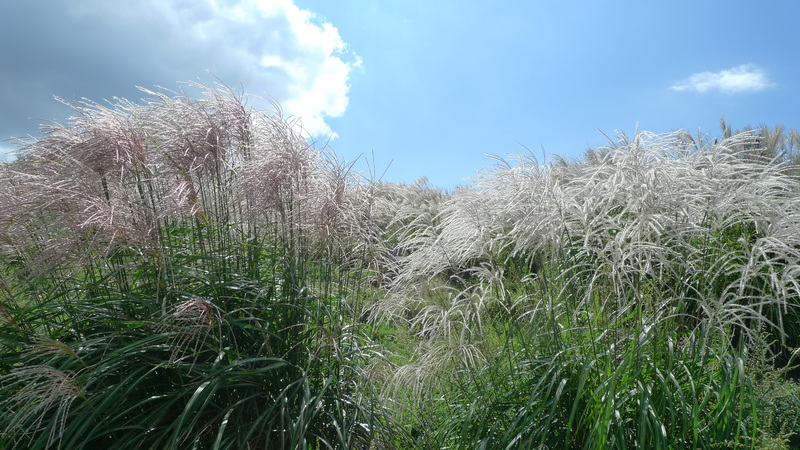 e0024081_1834983.jpg