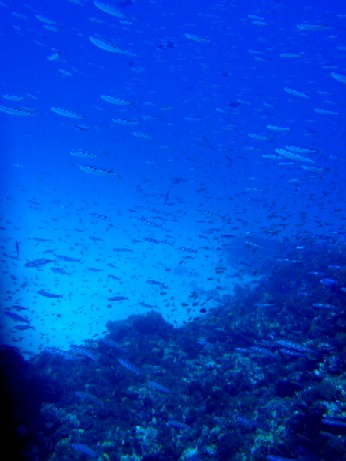 f0043911_1843460.jpg
