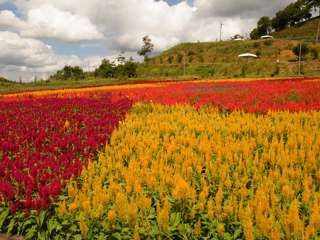 c0127617_177526.jpg