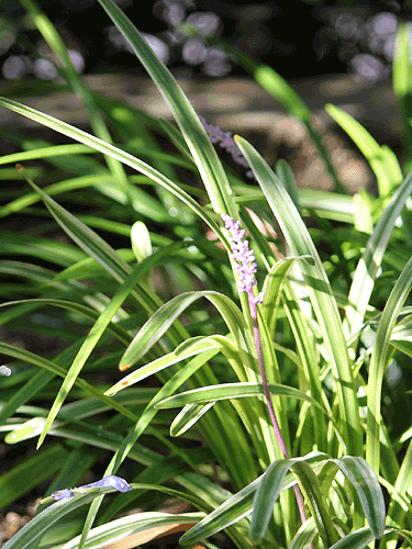 f0007956_1005137.gif