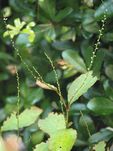 f0007956_101231.gif