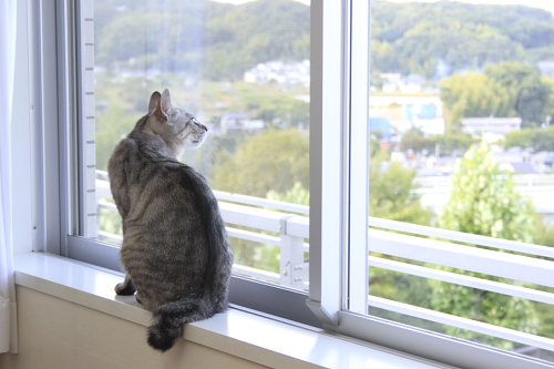 窓の外を眺めるお嬢さん