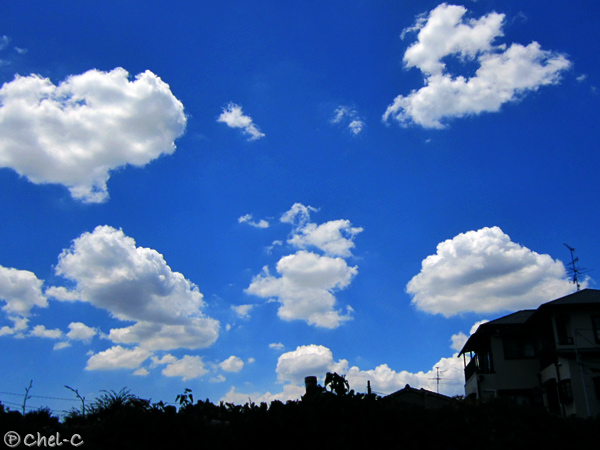 a0154706_8525216.jpg